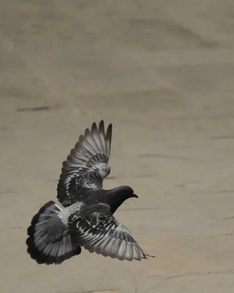Brukthandel og antikviteter. Oppdag unike vintage-skatter. Vi bestreber vi oss på å ha brukthandel og antikviteter av høy kvalitet